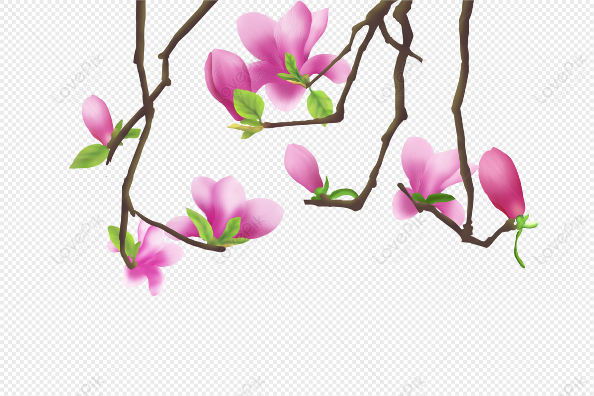 Bạn đang tìm kiếm hình ảnh về loài hoa Mộc Lan dễ dàng sử dụng trong các thiết kế của mình? Hãy tham khảo bộ sưu tập hình ảnh hoa Mộc Lan dưới dạng PNG để có thể tùy biến và sử dụng theo ý thích của bạn.