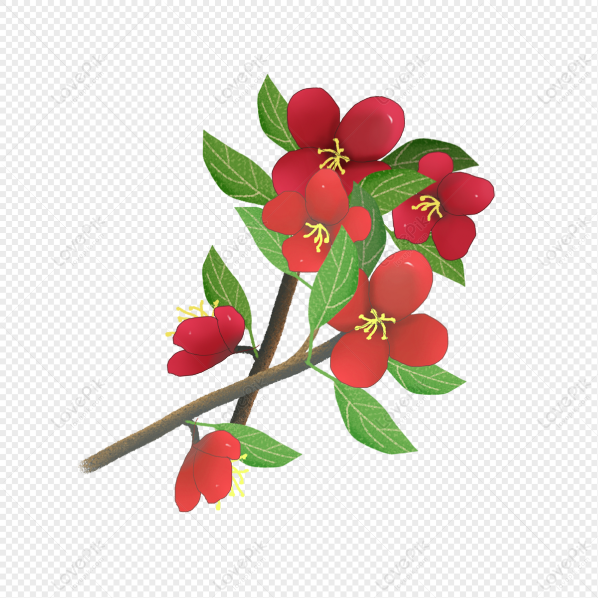 Flor De Begonia Roja PNG Imágenes Gratis - Lovepik