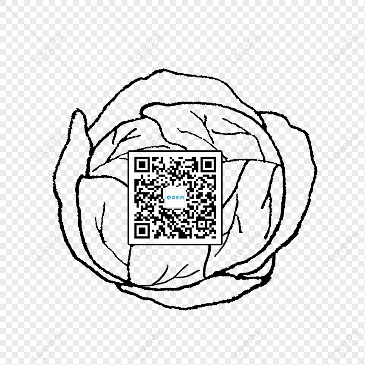 Рисованная линия черновой капусты Qr-код справочный материал  изображение_Фото номер 401022552_PSD Формат изображения_ru.lovepik.com