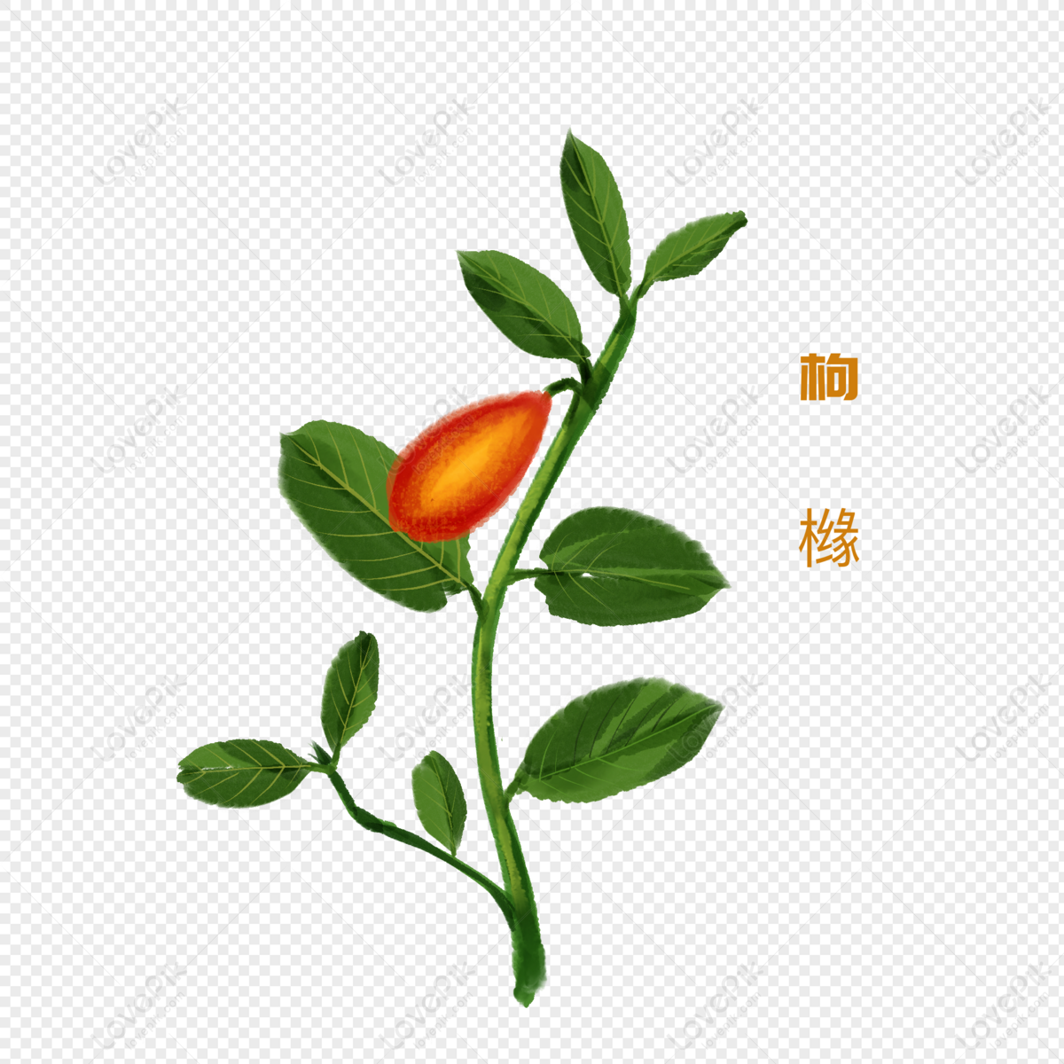 citrus citri a traditional chinese medicine with hand painted wa, citrus, traditional, chinese medicine free png