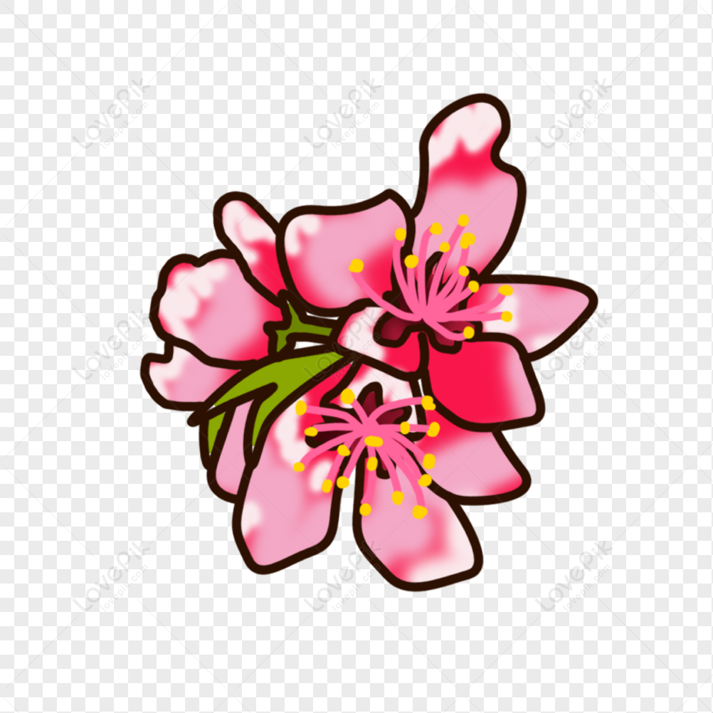 flower-cherry-flower-flower-vector-flower-light-png-free-download