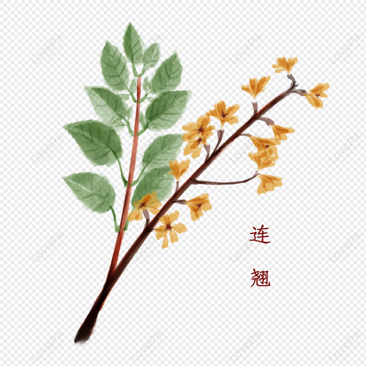 중국 약초 개나리 식물 Png 일러스트 무료 다운로드 - Lovepik
