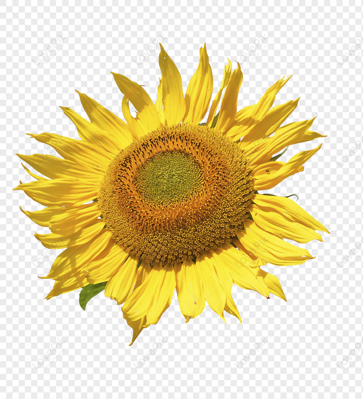 Girasol Grande PNG Imágenes Gratis - Lovepik