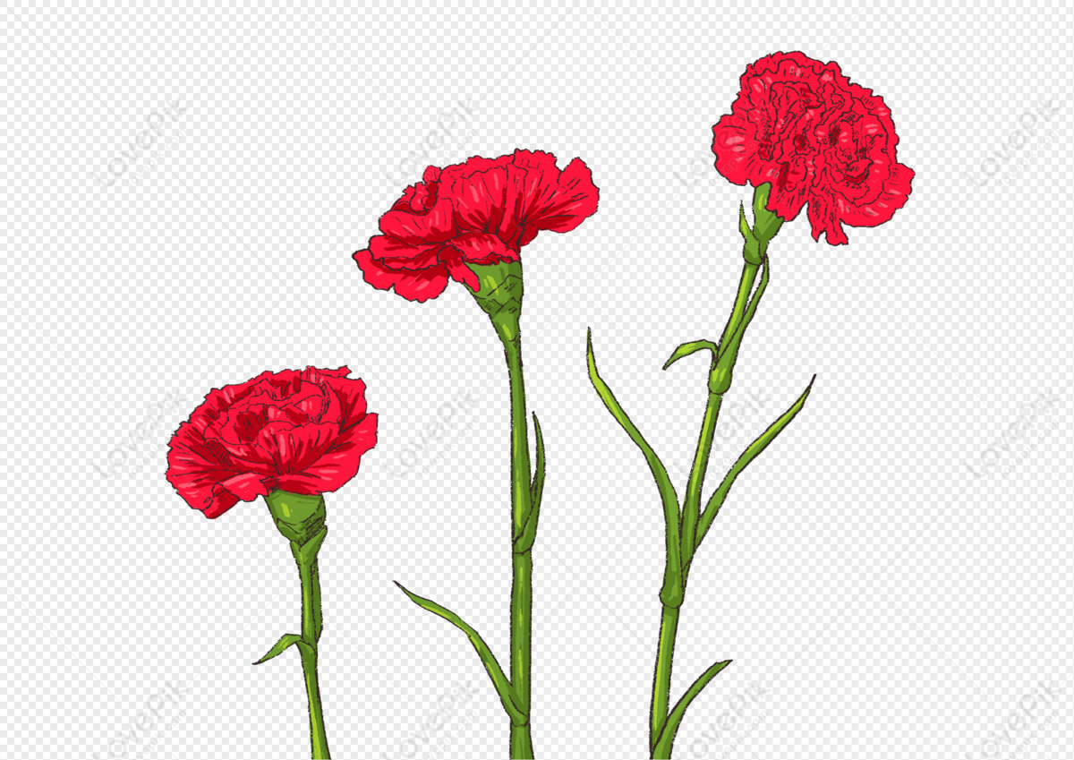 Flores De Clavel Pintadas A Mano PNG Imágenes Gratis - Lovepik