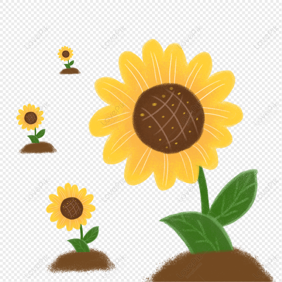 Girasol Dibujado A Mano PNG Imágenes Gratis - Lovepik