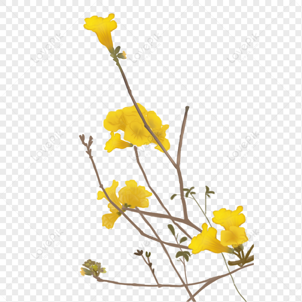 Flor Amarilla PNG Imágenes Gratis - Lovepik