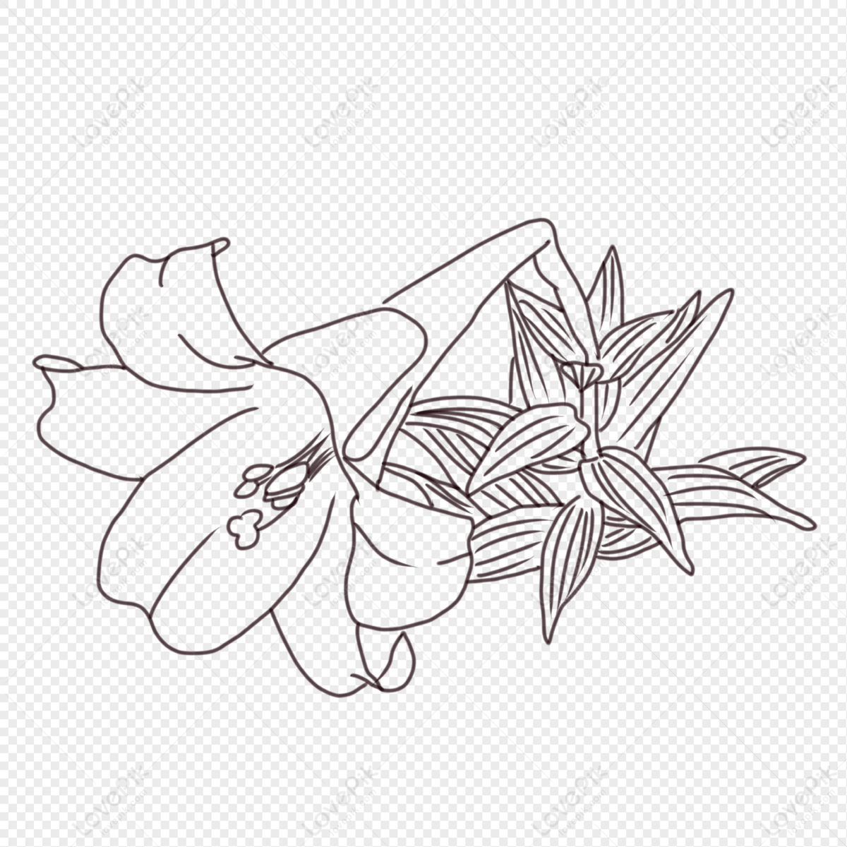 Lily Lily, Flower White, Flower Ink, Light Paper PNG Image Free ...