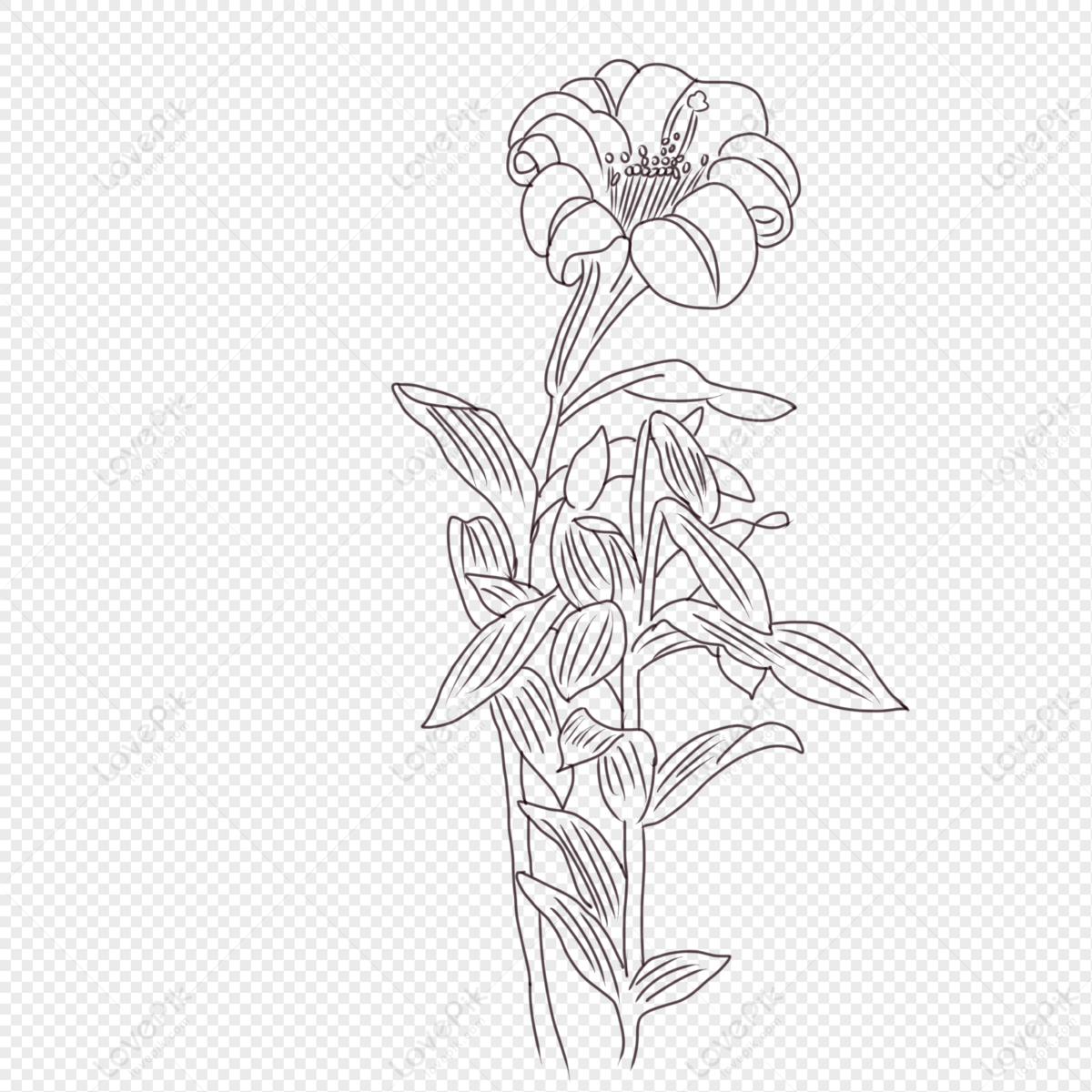 Line Drawing Flowers, Line Lines, Line Plant, Line White PNG White ...