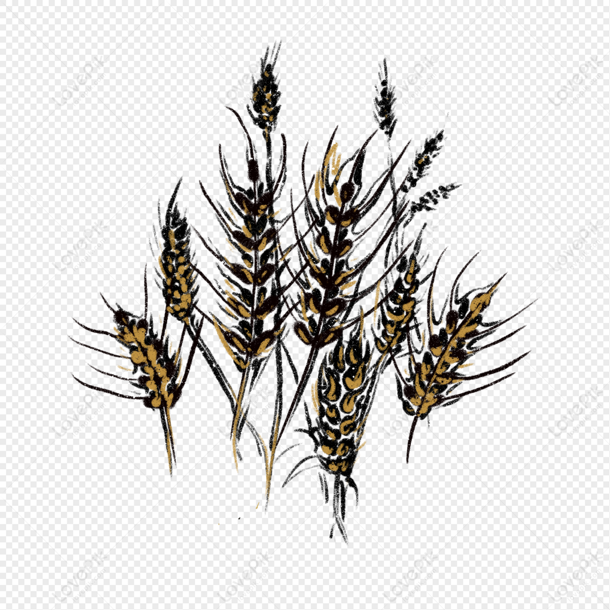 Common wheat (Triticum aestivum), historical illustration from 1885,  Germany, Stock Photo, Picture And Rights Managed Image. Pic. IBR-4856894 |  agefotostock