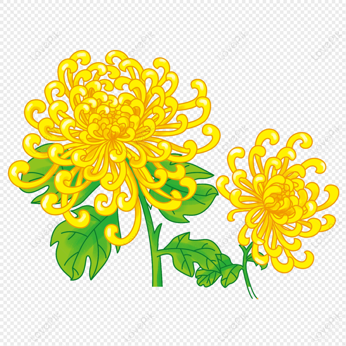 Chrysanthemum Free PNG And Clipart Image For Free Download - Lovepik ...