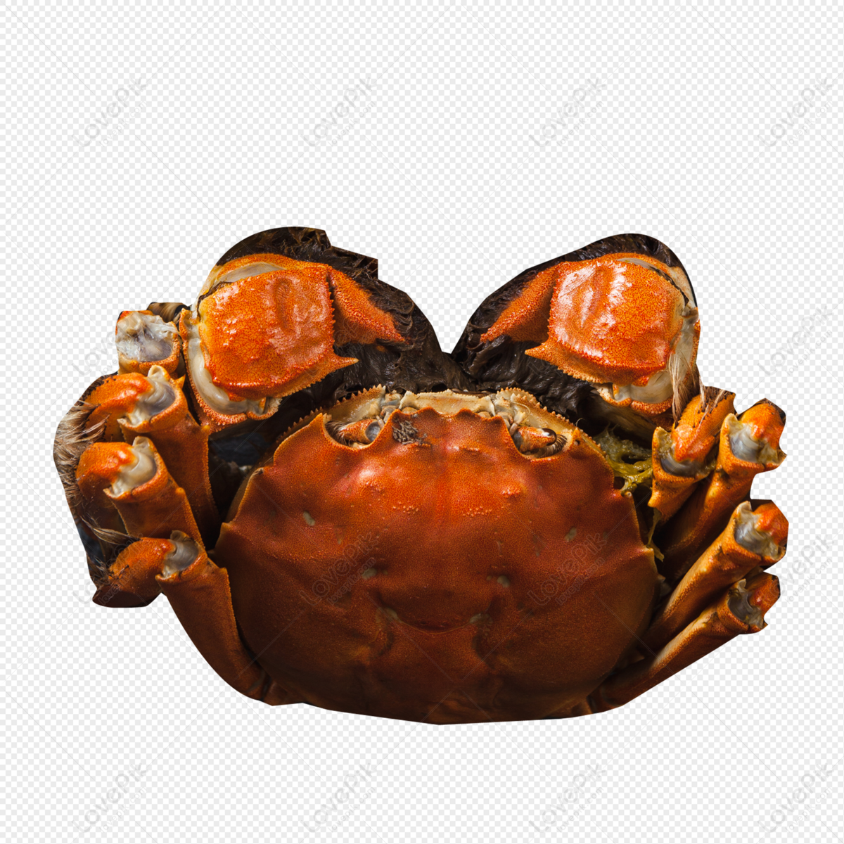 Fat Crab PNG Images With Transparent Background Free Download On Lovepik