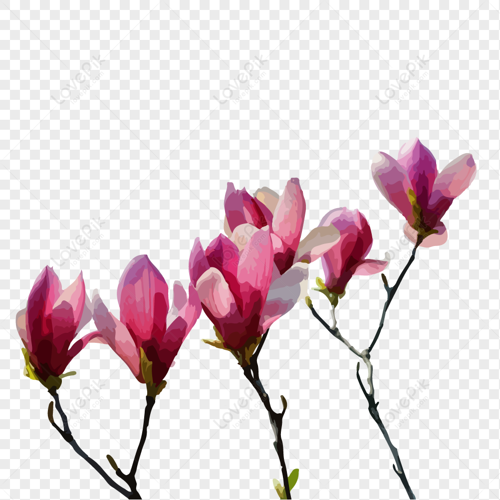 Magnolia PNG Transparent Image And Clipart Image For Free Download -  Lovepik | 401134917