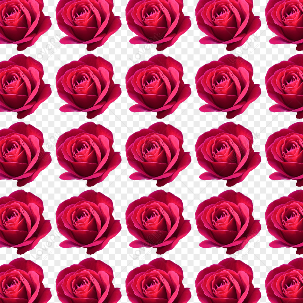 Rose Flower Background PNG Transparent And Clipart Image For Free Download  - Lovepik | 401134316