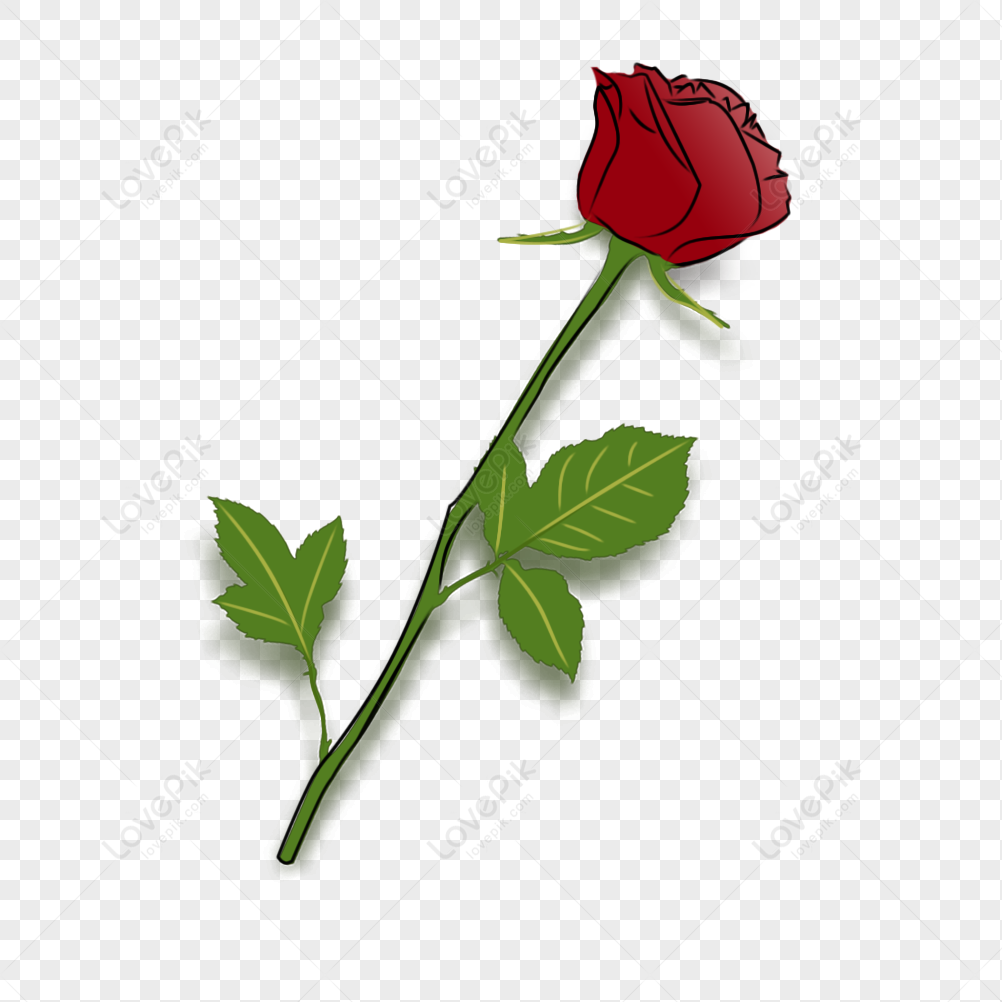 Rose PNG Transparent Background And Clipart Image For Free Download ...