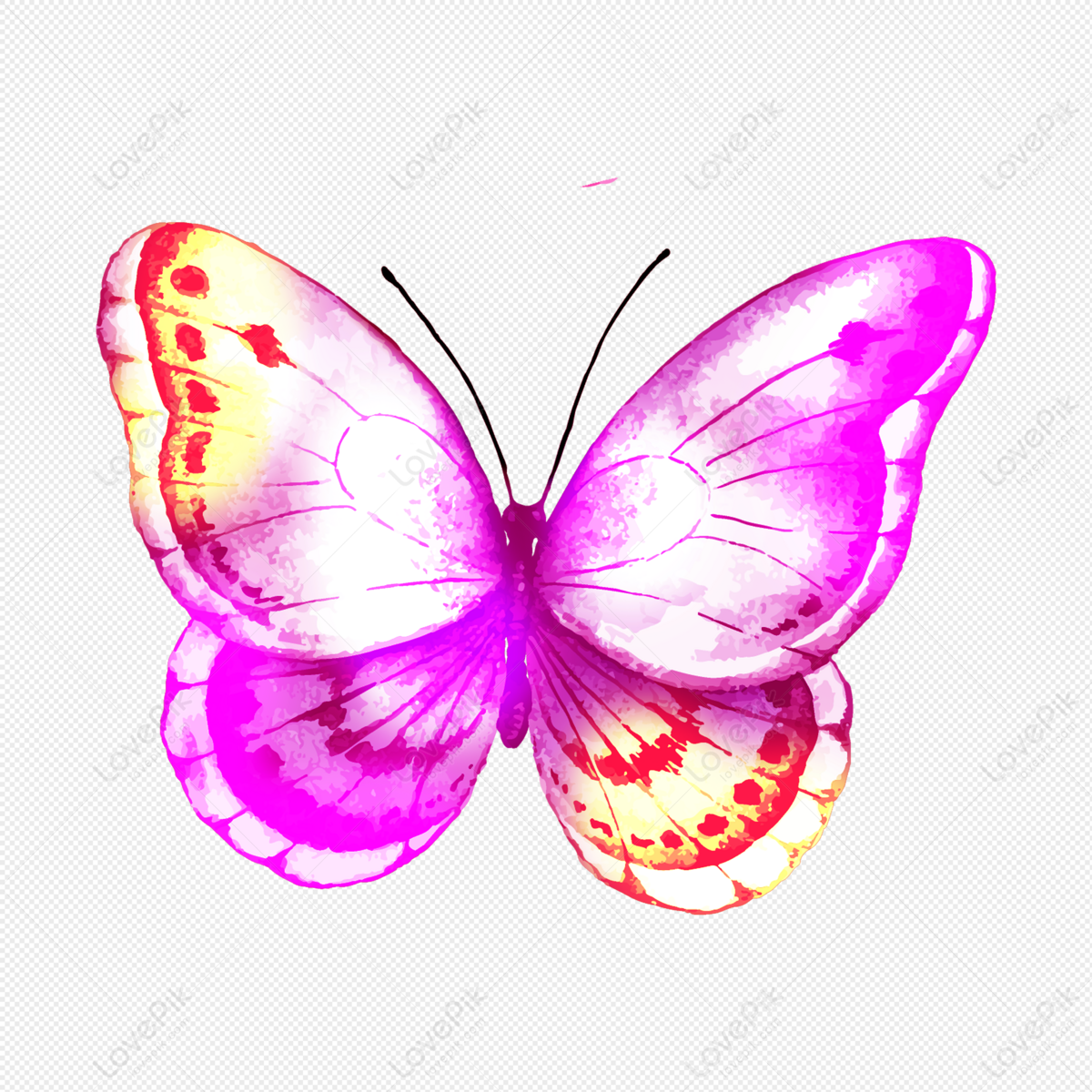 Butterfly Drawing png download - 894*894 - Free Transparent Gacha