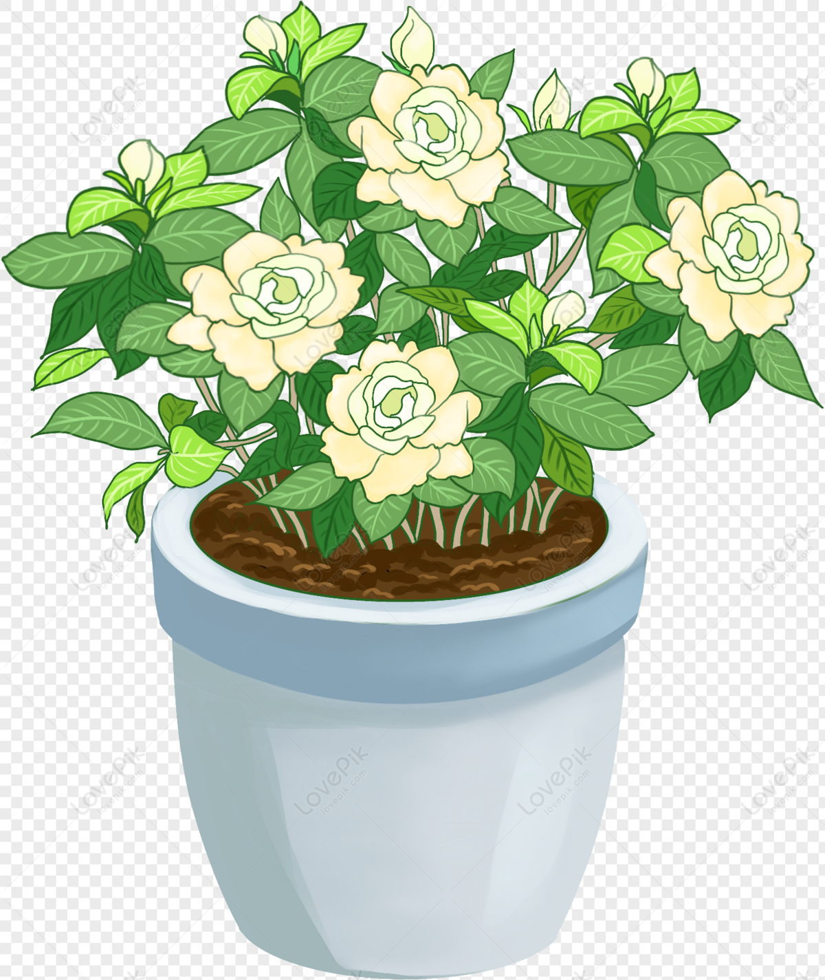 Pequeña Planta Fresca De Gardenia PNG Imágenes Gratis - Lovepik