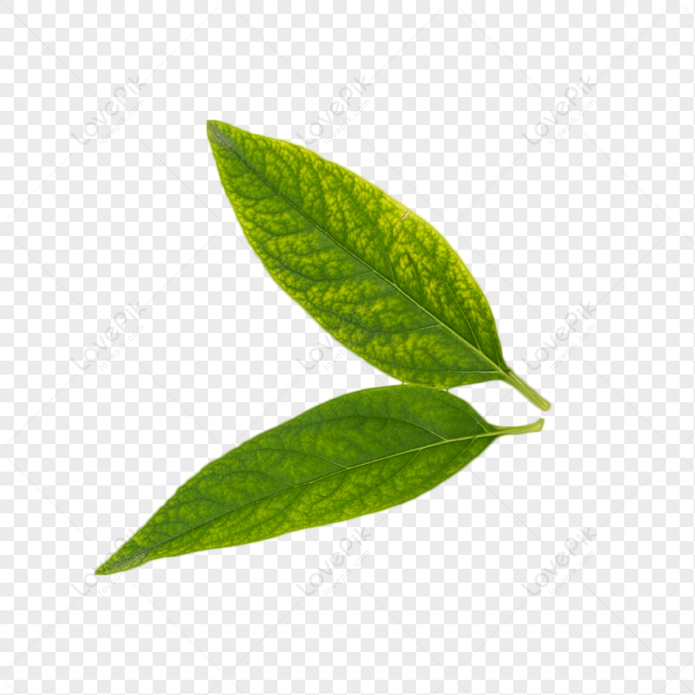 real leaves png