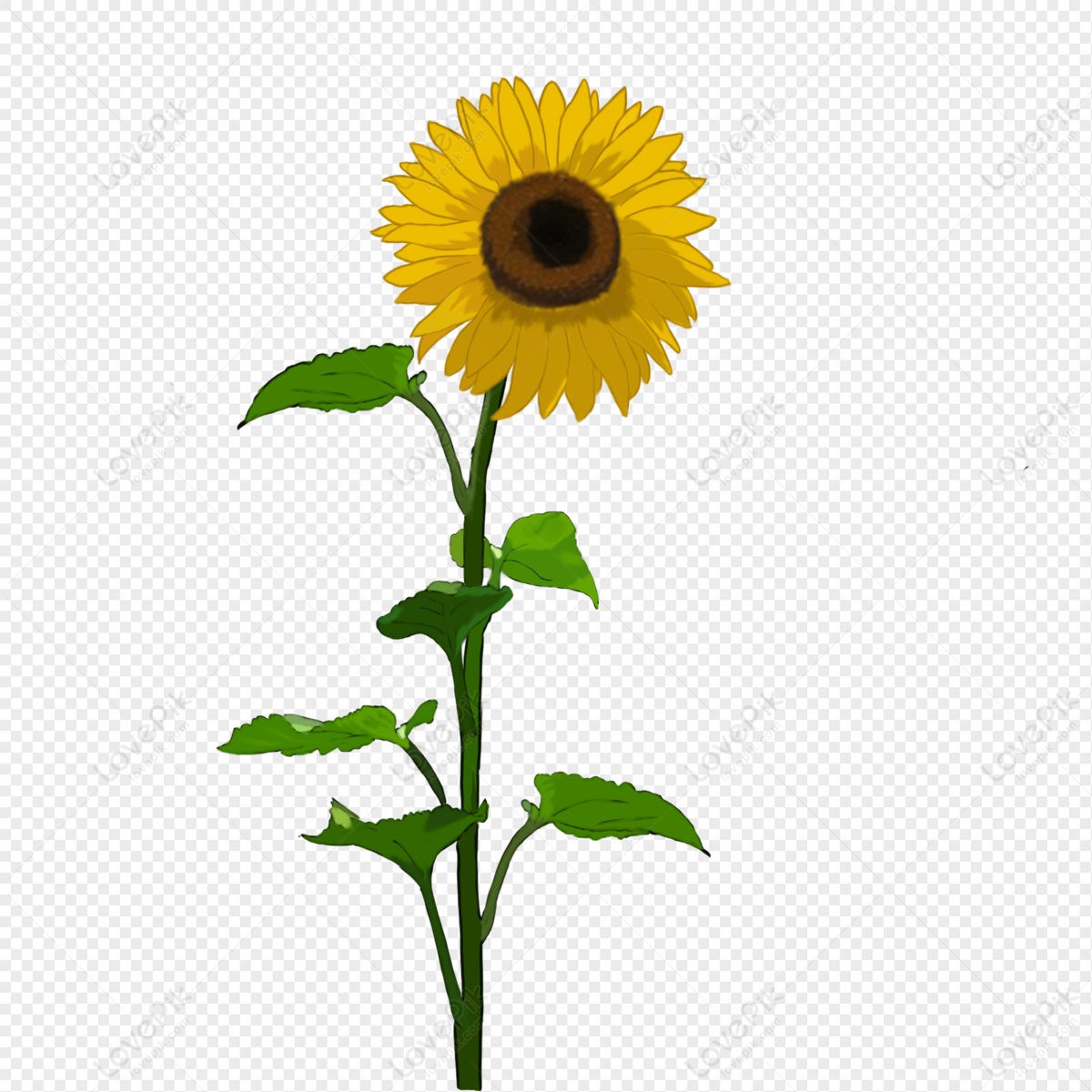 Girasol Delicado Pintado A Mano PNG Imágenes Gratis - Lovepik