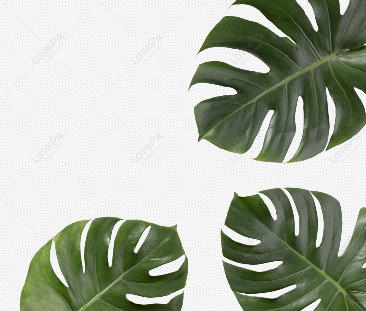 Turtle Leaf PNG Free Download And Clipart Image For Free Download ...