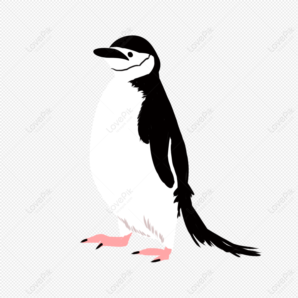 Quạ Đen Với Bóng Tối Chim Đen Chim Từ Các Nơi Khác Nhau Trên Thế Giới Chim  Thông Thường Bird Icon Vector Minh Họa Hình Minh Họa Cô Lập Doodle Trên Nền