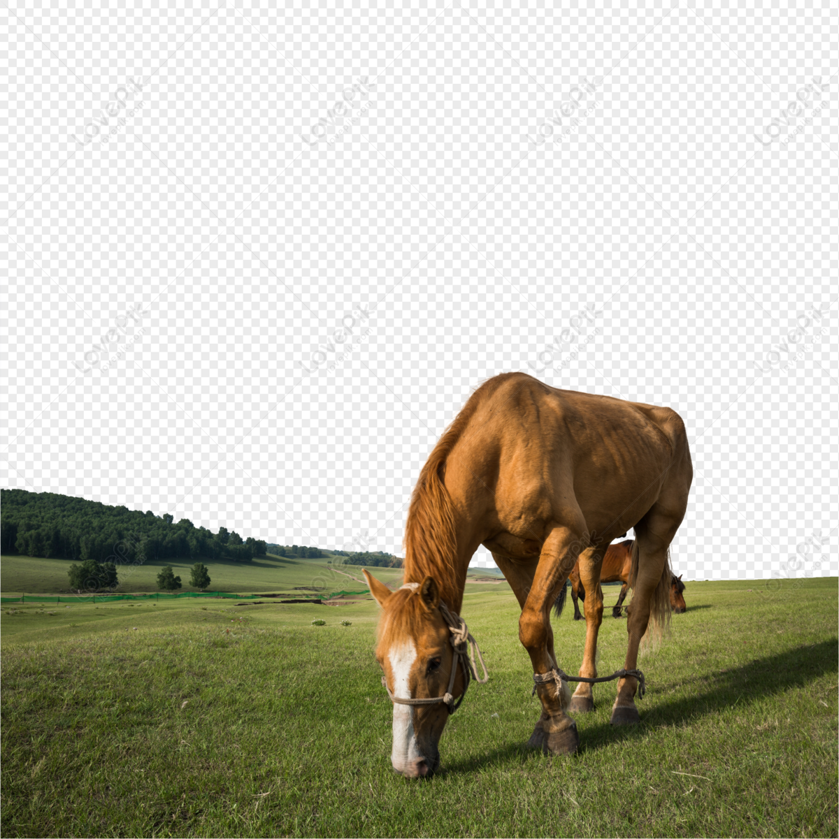 Cavalo claro Png - Baixar Imagens em PNG