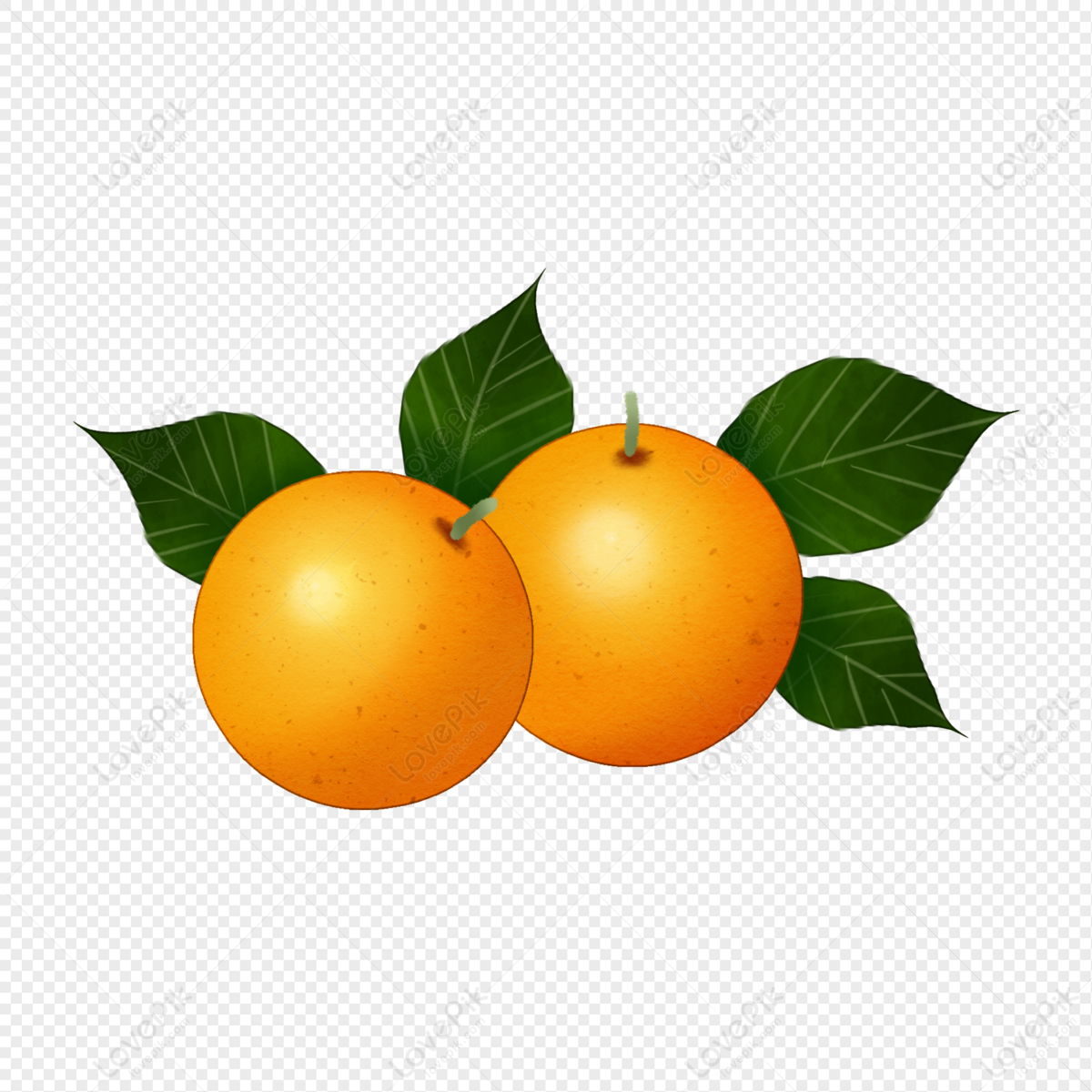 Cam - Two Oranges PNG Hd Transparent Image And Clipart Image For Free ... - Hình ảnh hoàn toàn miễn phí về hai quả cam đẹp mắt sẽ khiến bạn thích thú. Với độ hấp dẫn và nét tinh tế trong từng chi tiết, hình ảnh này rất thích hợp để sử dụng trong các dự án thiết kế hay vẽ tranh. Hãy tải về và sử dụng hình ảnh này để thể hiện tài năng nghệ thuật của bạn nhé!