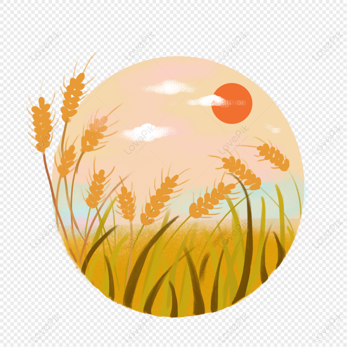 field of wheat clipart photo