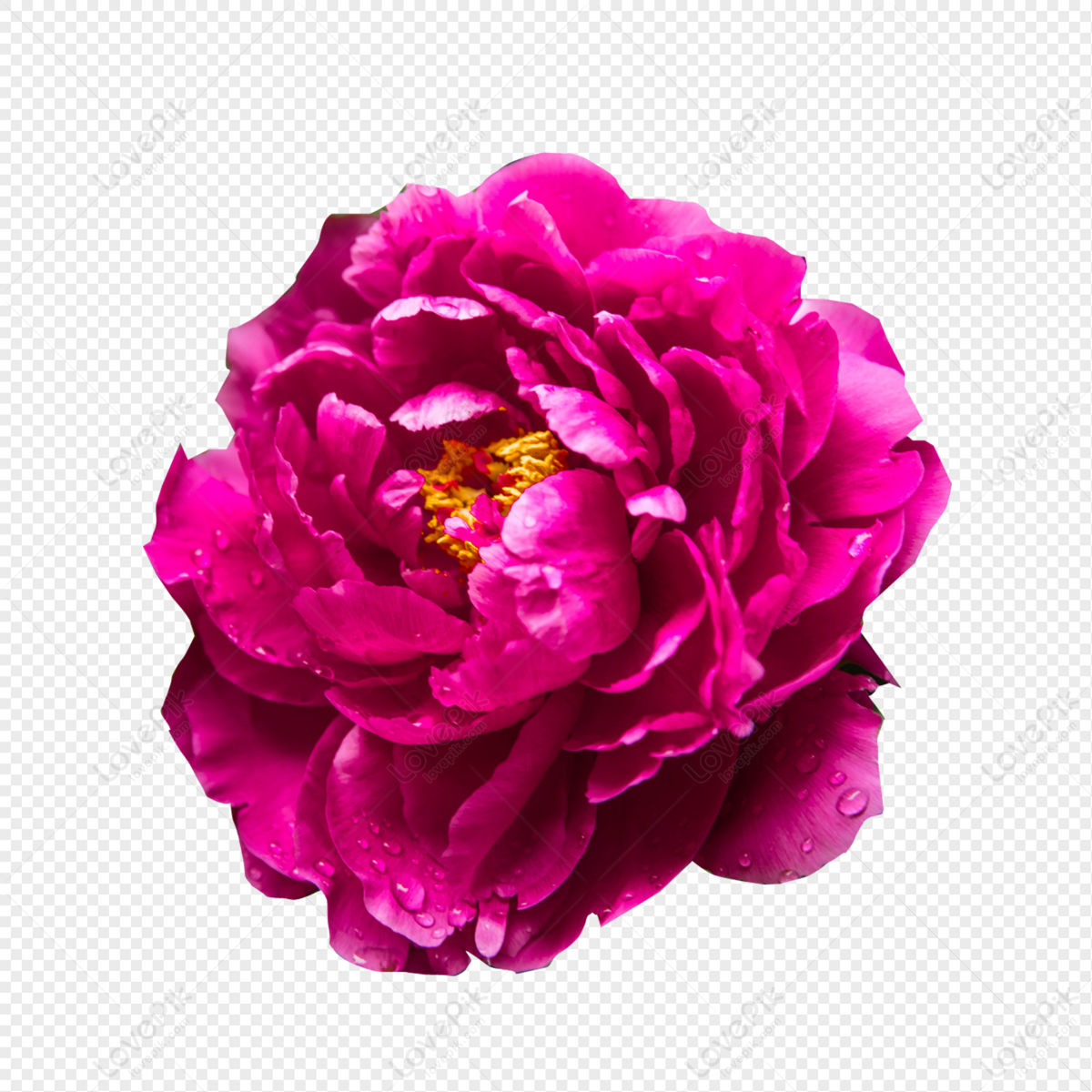 Peony Flower PNG Image Free Download And Clipart Image For Free Download -  Lovepik | 401238091