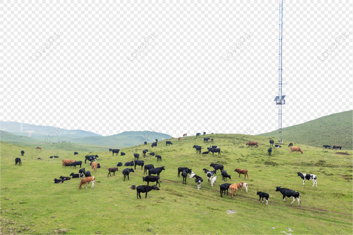 Cattle And Sheep Images, HD Pictures For Free Vectors Download 