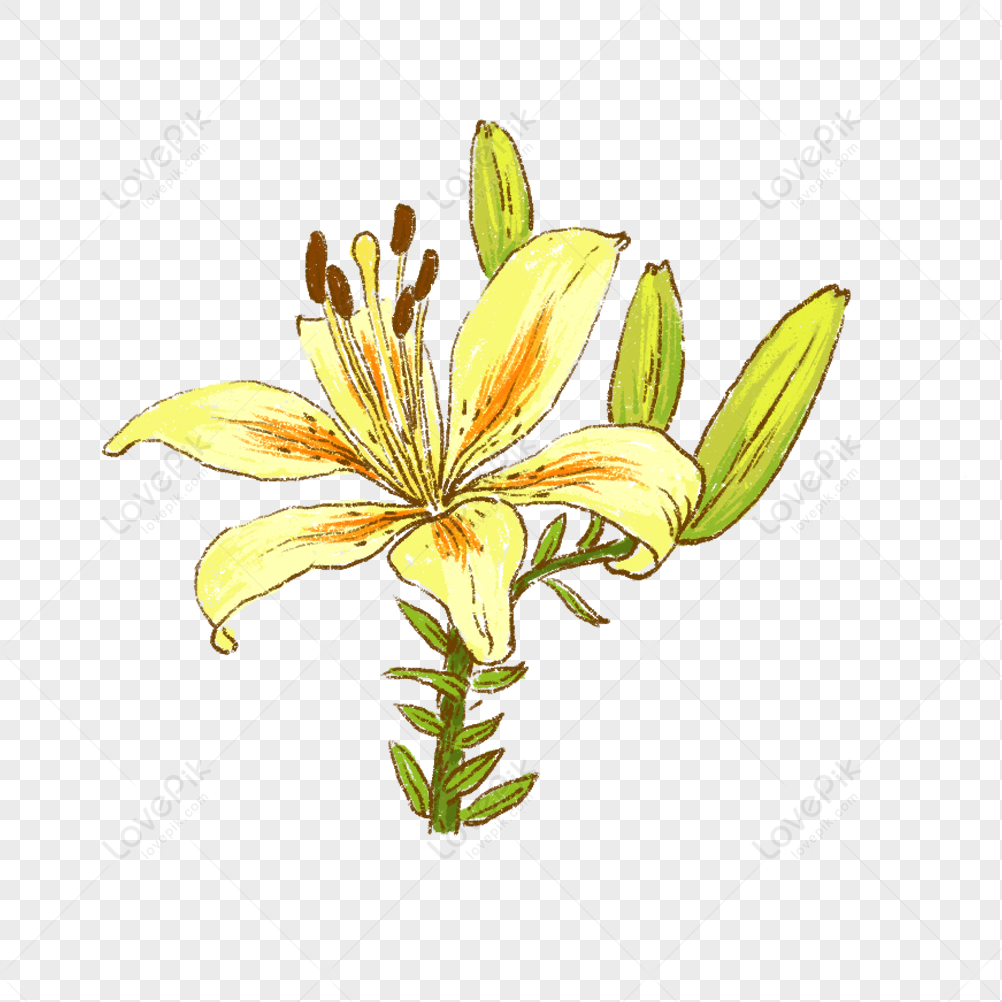 Lily, Lily, Cute, Illustration PNG Free Download And Clipart Image For ...