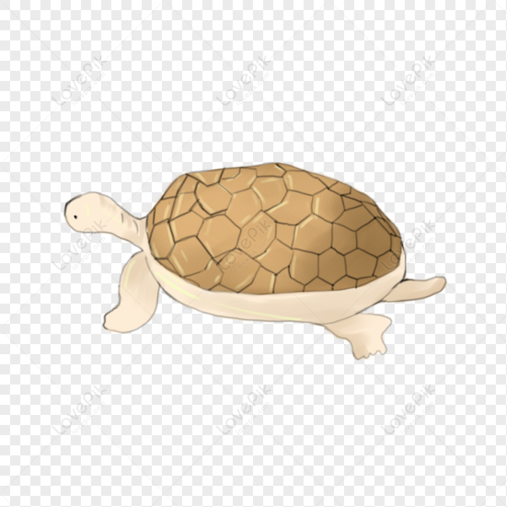 Marine Turtle PNG Transparent And Clipart Image For Free Download ...