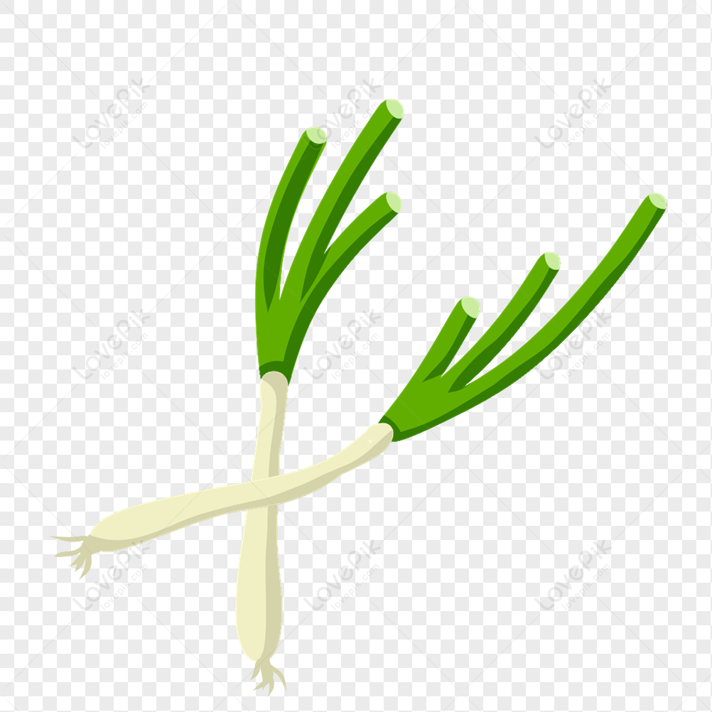 Shallot PNG Transparent Images Free Download, Vector Files