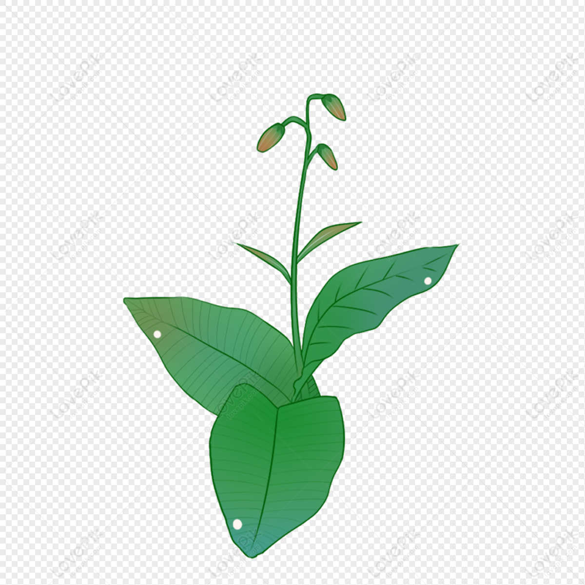 Cartoon Green Botanical Illustration PNG White Transparent And Clipart  Image For Free Download - Lovepik | 401286322