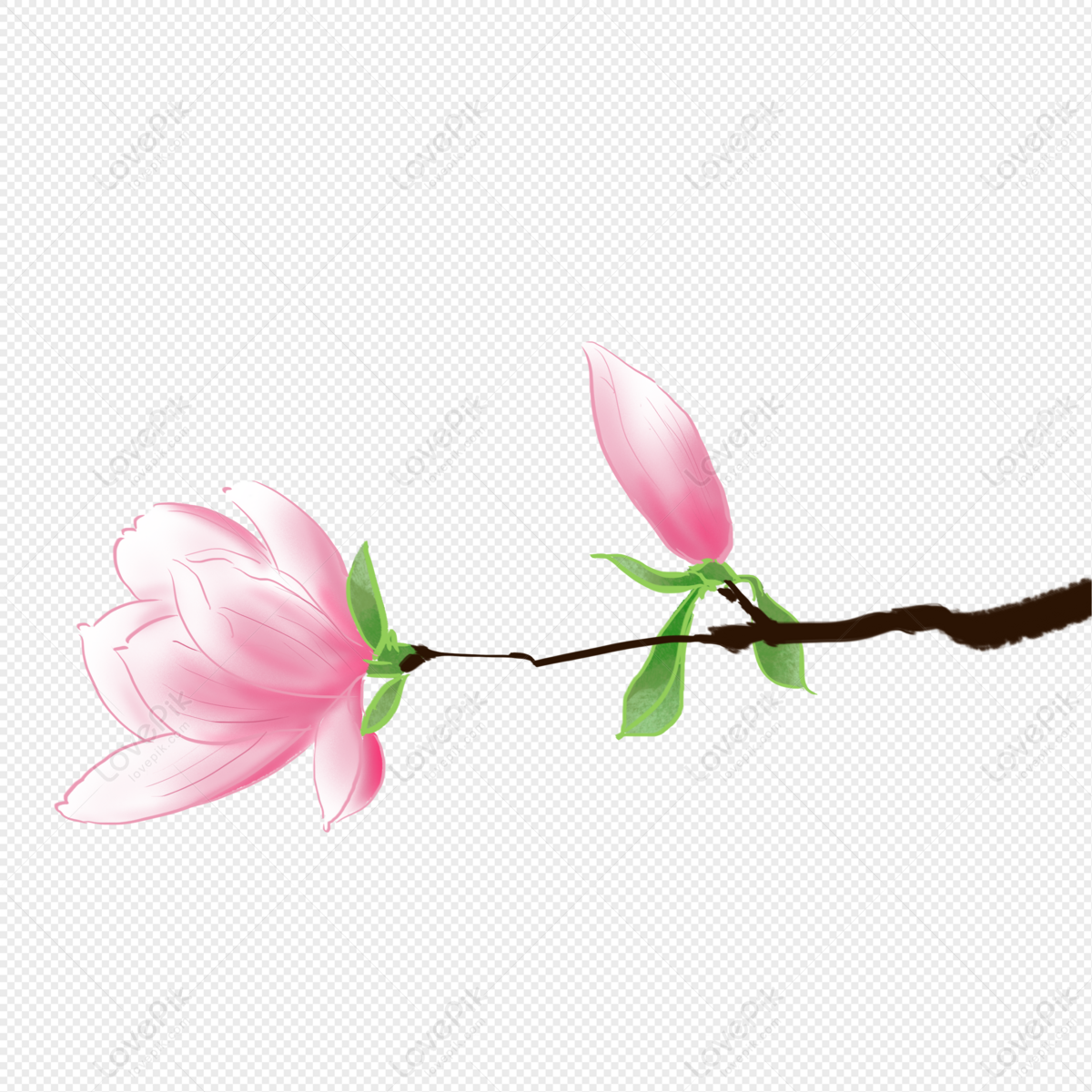 Pintado A Mano Pequeño Material Fresco De Magnolia Flor Ilustrac PNG  Imágenes Gratis - Lovepik