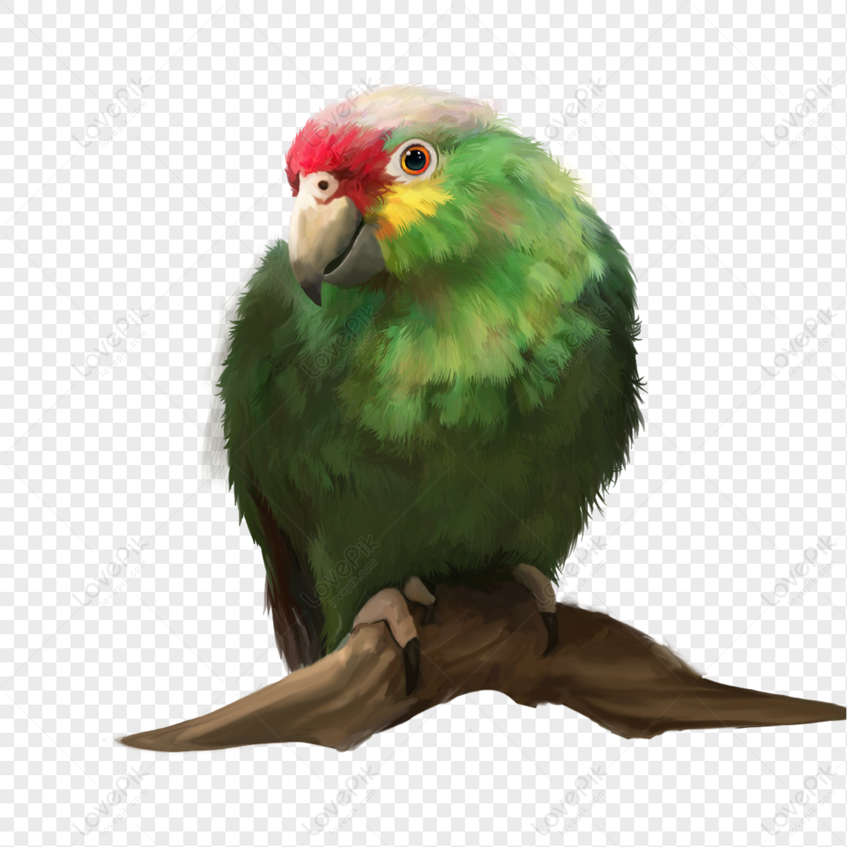 Parrot Green Budgie Bird Animal Pet Cute Hand Drawn Element PNG ...