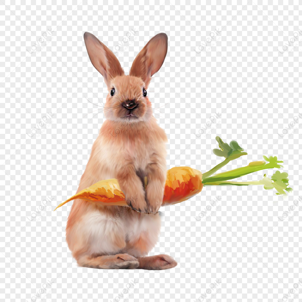 拿着胡萝卜的小兔子简笔画 肉丁儿童网