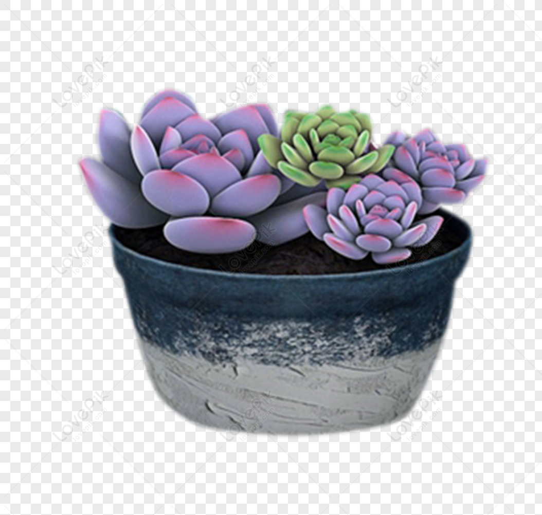 Beautiful Succulent Flower, Gray Green, Green Pot, Potted Succulent PNG ...