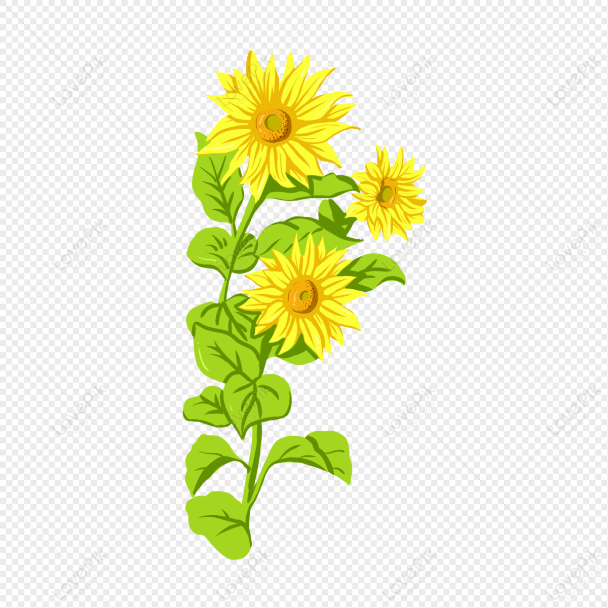 sunflower flower outline