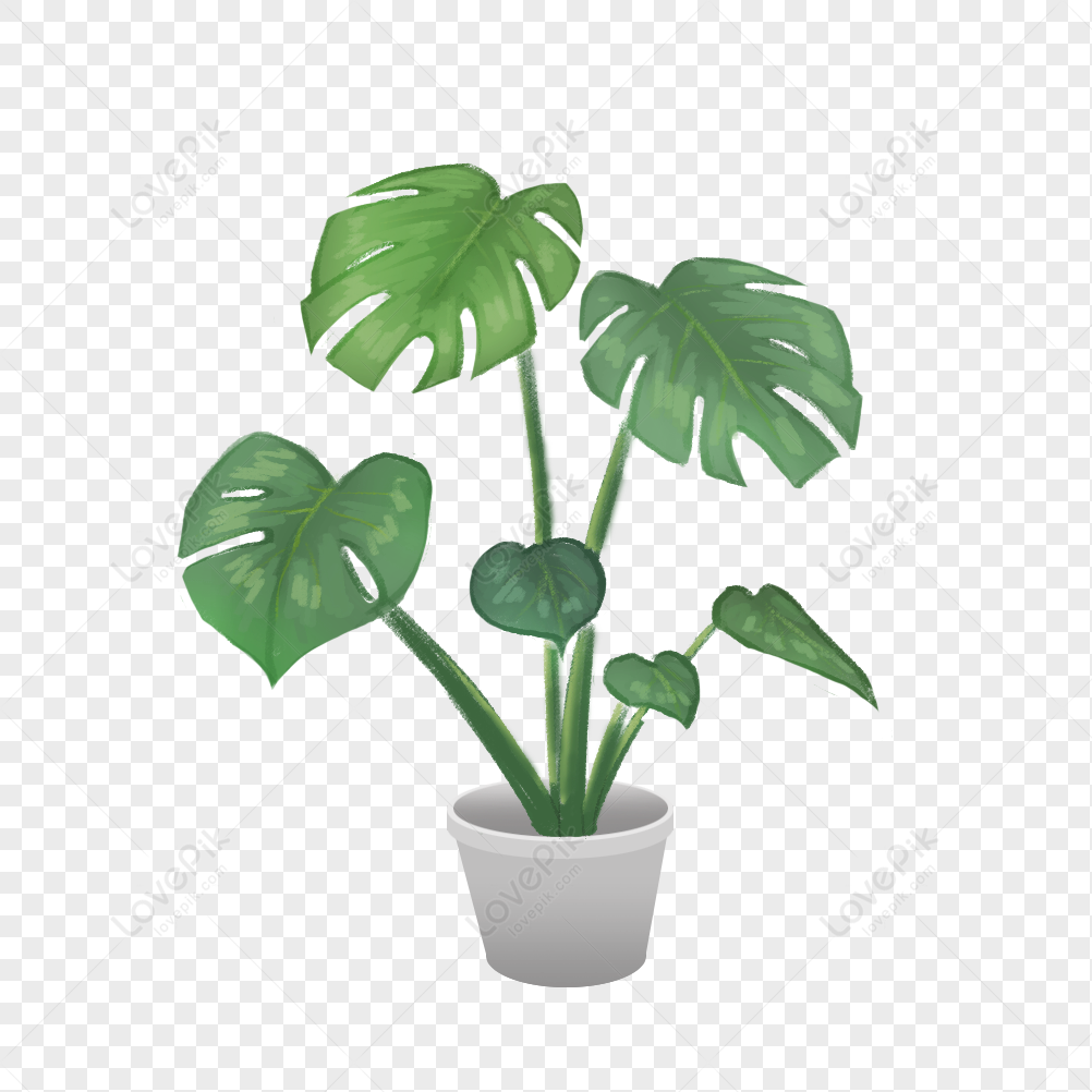 Plant PNG Transparent Image And Clipart Image For Free Download ...