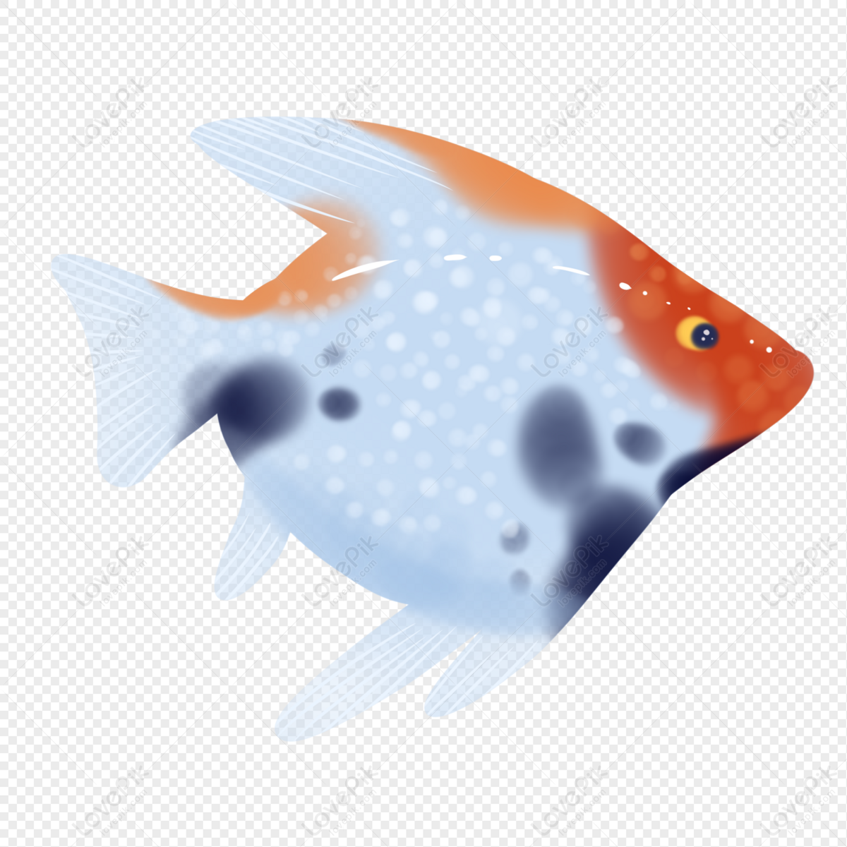 Tricolor Tropical Fish PNG Image Free Download And Clipart Image For Free  Download - Lovepik | 401304181