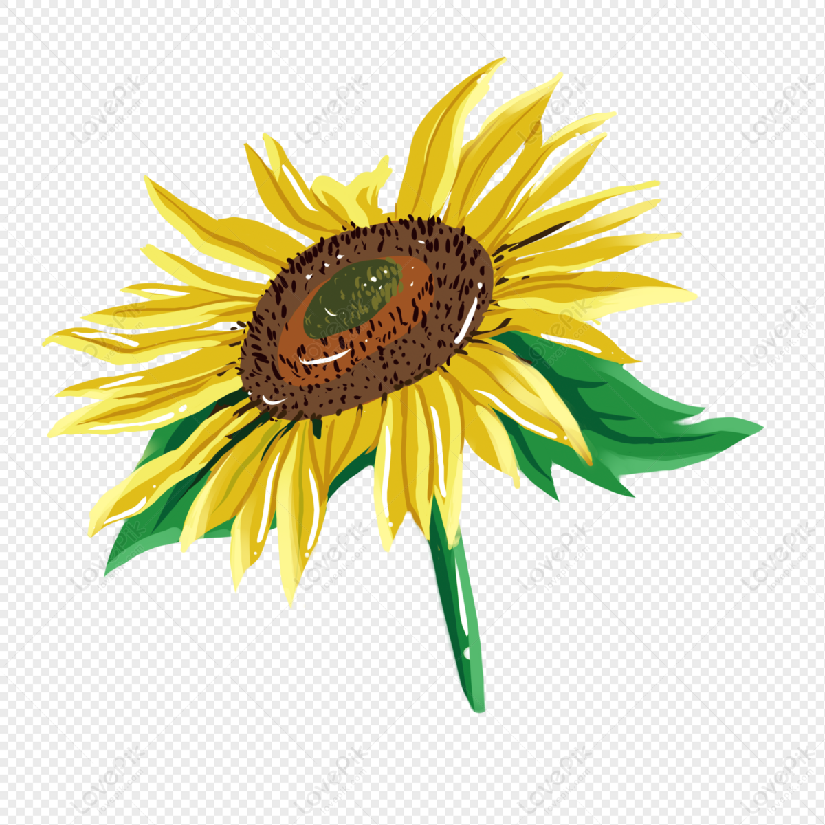 Elementos De Girasol Dibujados A Mano PNG Imágenes Gratis - Lovepik