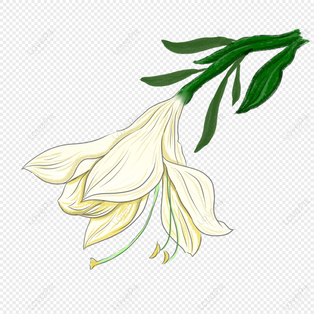 lovepik lily png image 401333049 wh1200