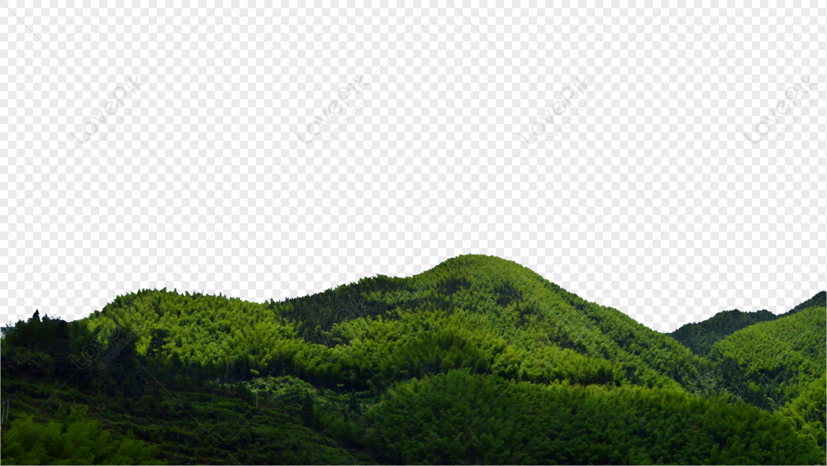 Lishui Green Forest Oxygen Bar, forest landscapes, green mountains, forest mountains png image