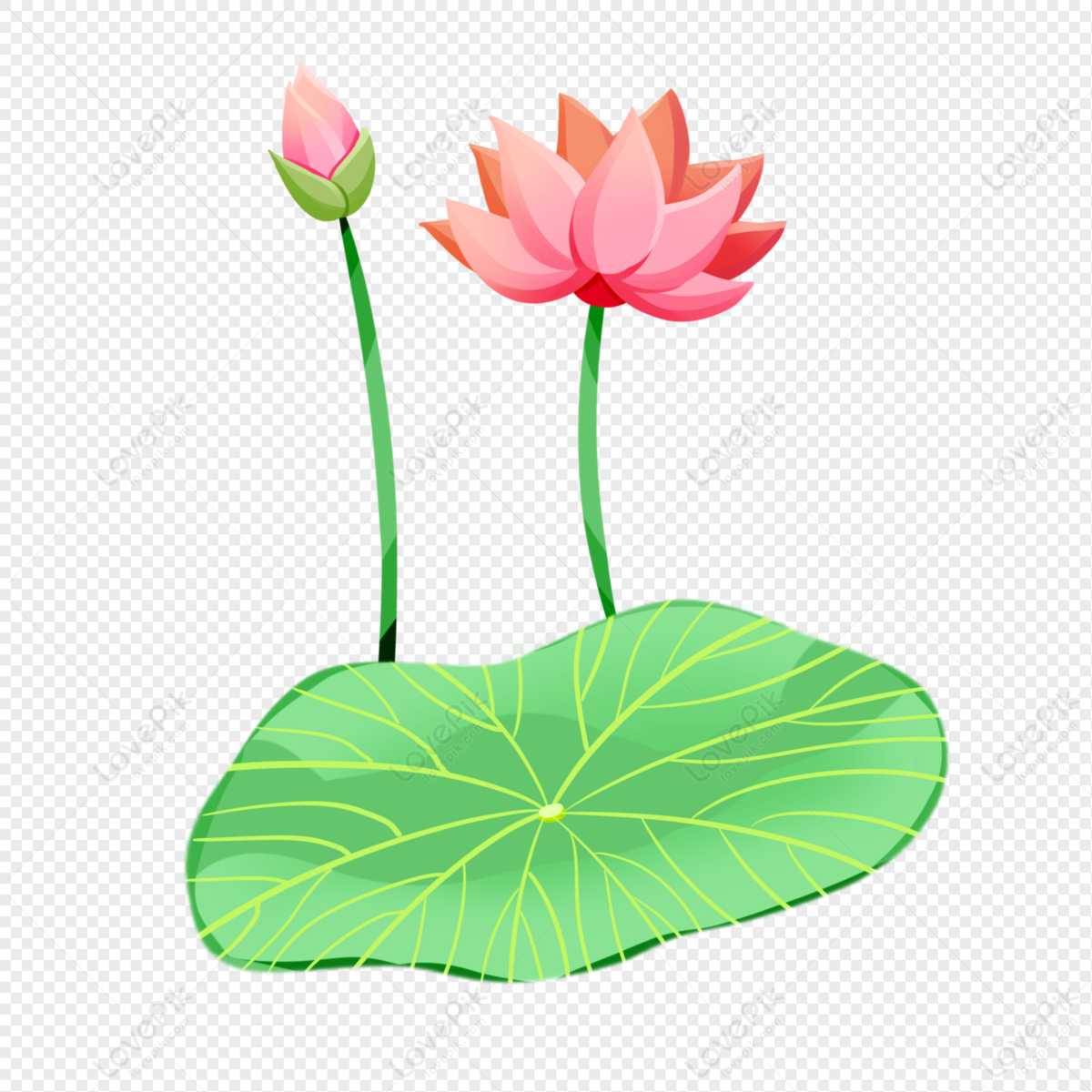 lovepik summer solstice pink lotus blossom flower bone png image 401336285 wh1200