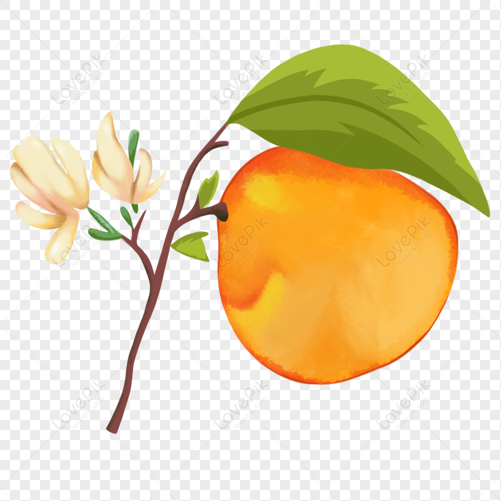 How to draw orange / de5cbx3cy.png / LetsDrawIt