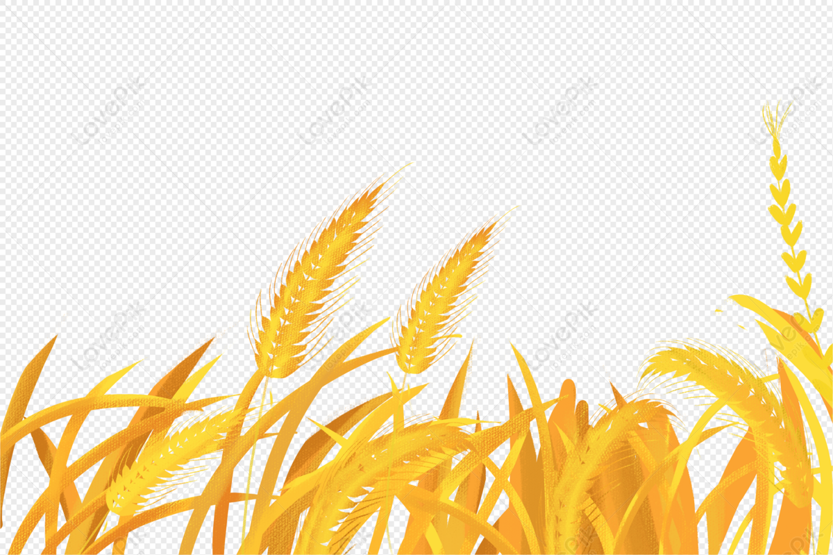 Wheat PNG Transparent Background And Clipart Image For Free Download ...