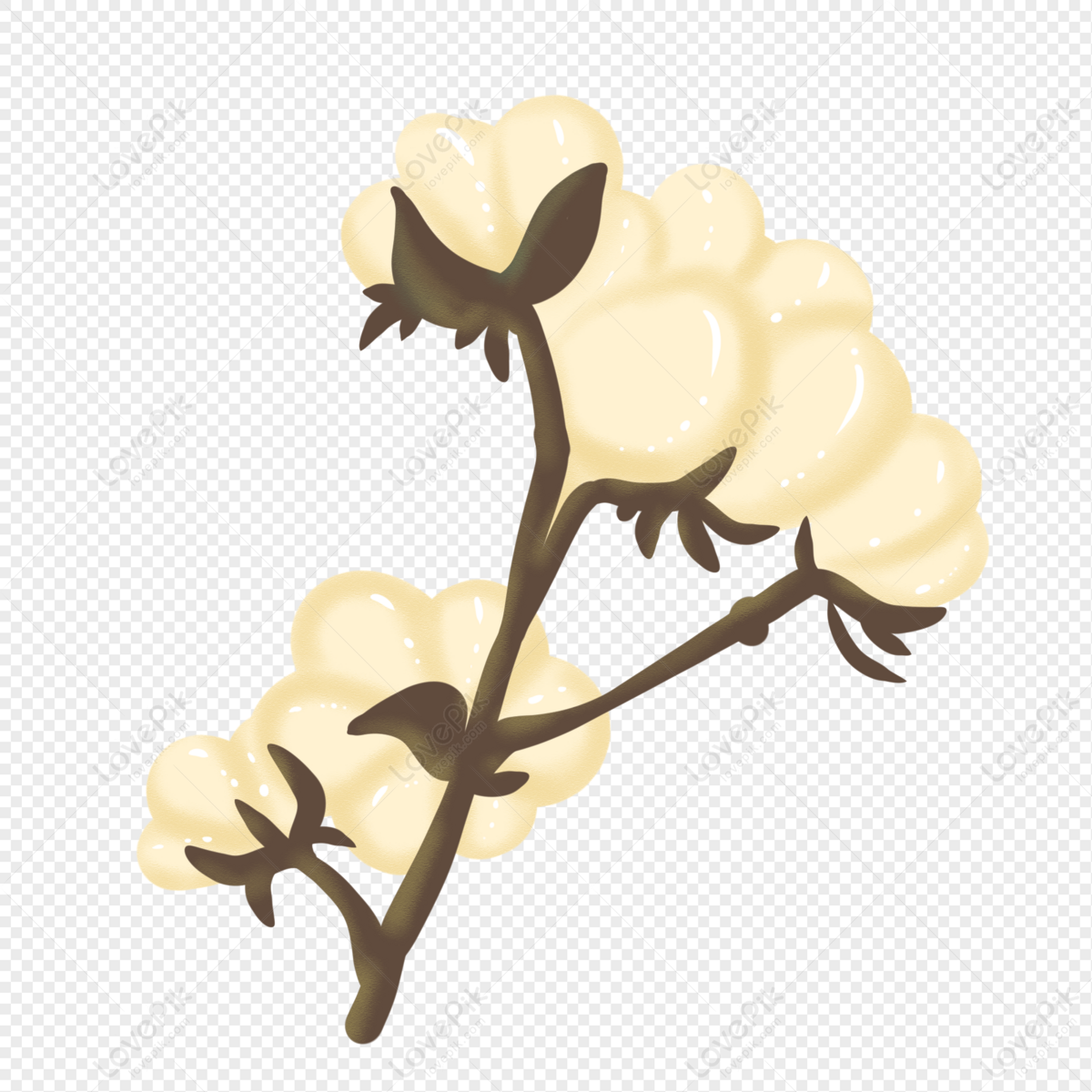 White Cotton, Cotton Flower, Flower Transparent, Flower Light Free PNG ...