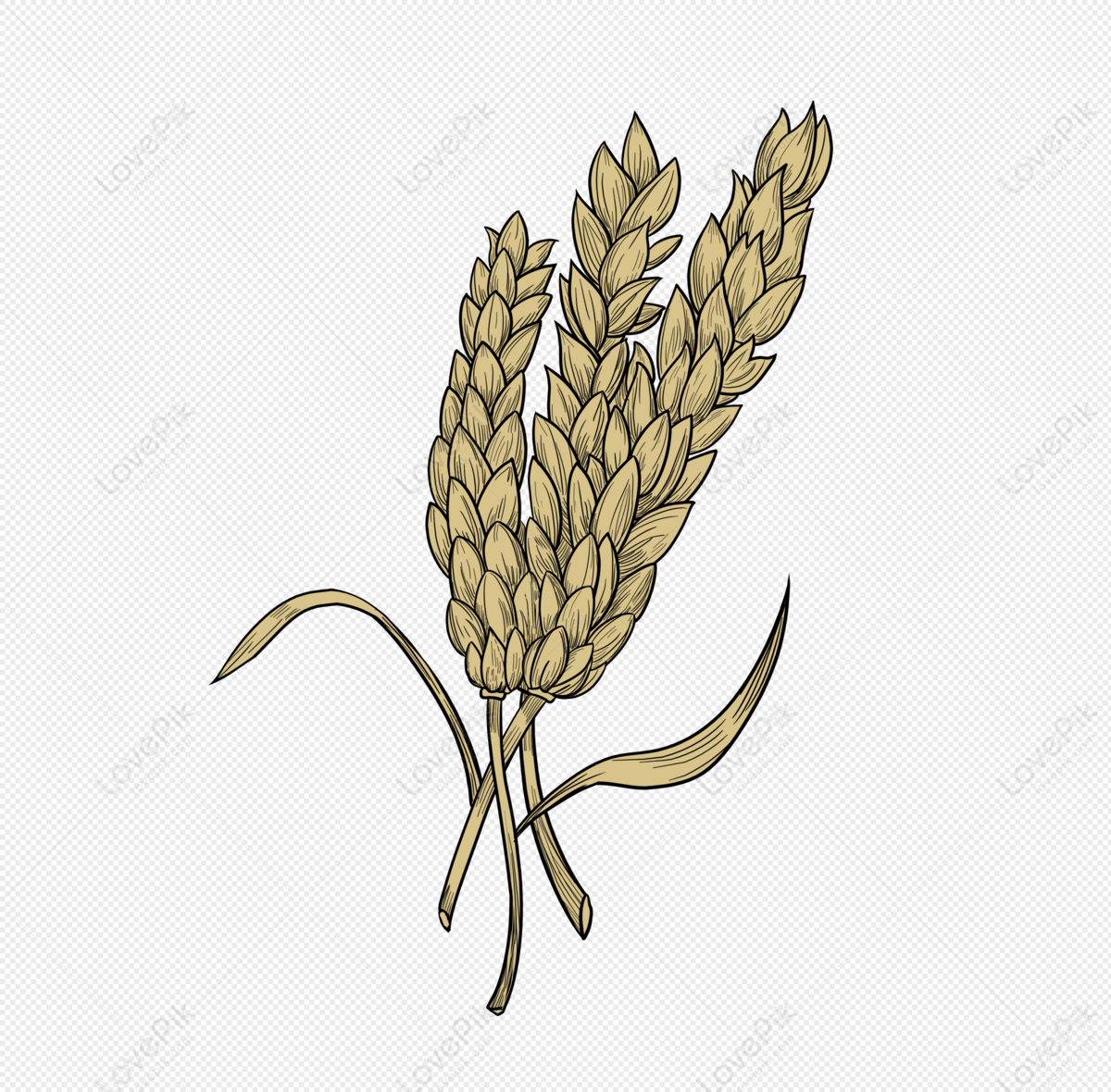 How to Draw Wheat Plant Botany Bsc 1st year Project - YouTube