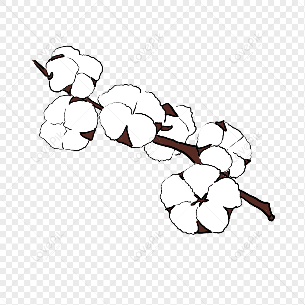 A String Of Cotton PNG Free Download And Clipart Image For Free ...