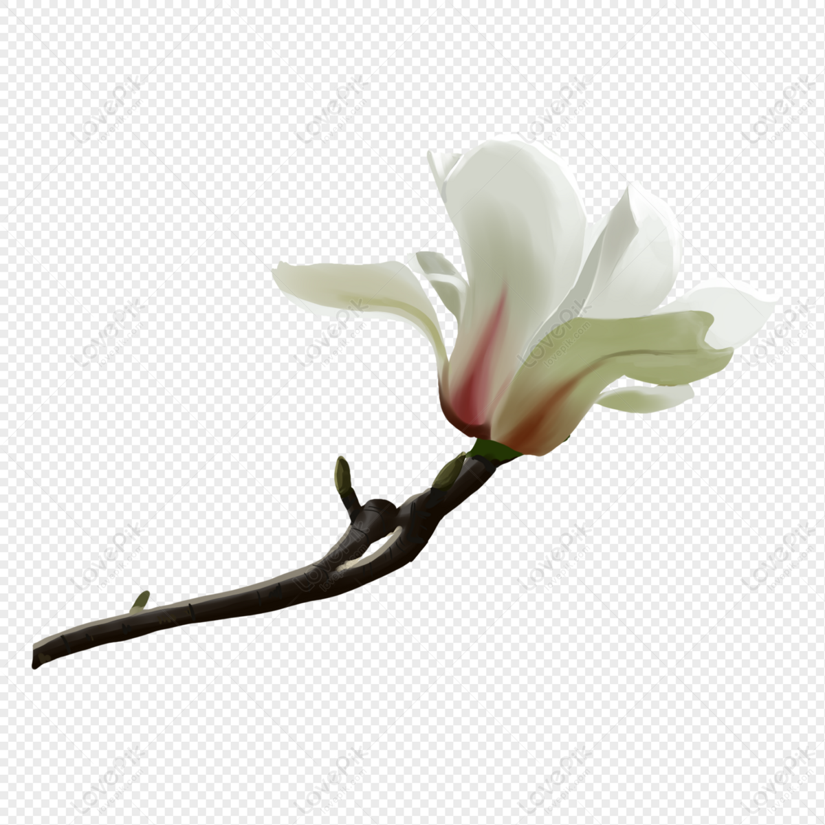 Magnolia De Hoja Grande Pintada A Mano PNG Imágenes Gratis - Lovepik